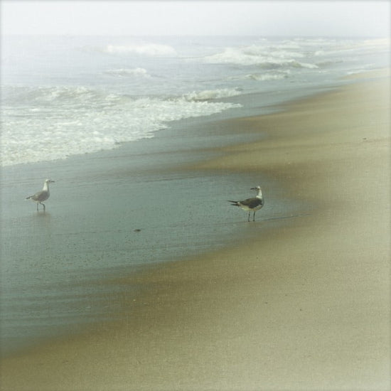 PHOTOWALL / Seabirds (e23460)