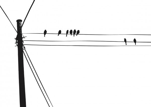 PHOTOWALL / Blackbird (e23506)