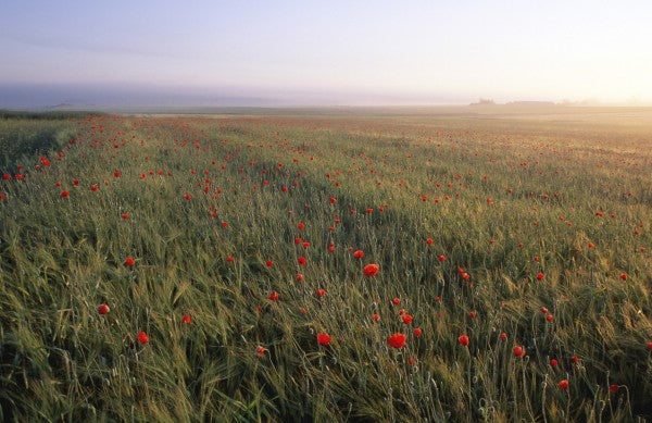 PHOTOWALL / Dreamy Fields of Poppies (e23508)
