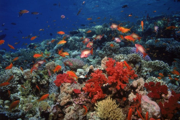 PHOTOWALL / Red Sea (e23509)