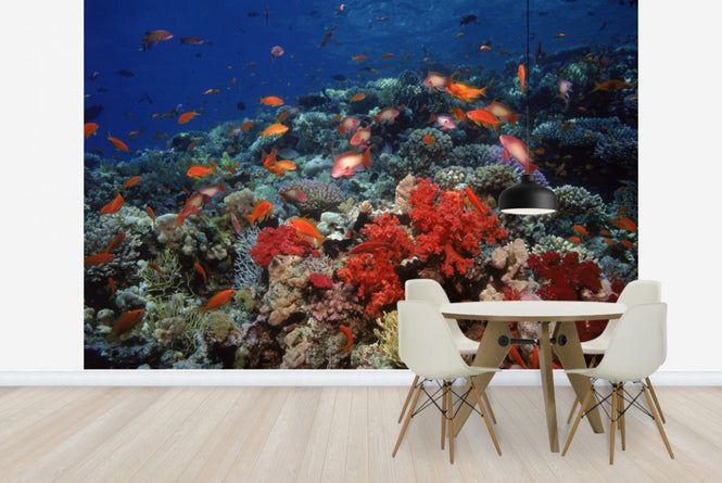 PHOTOWALL / Red Sea (e23509)