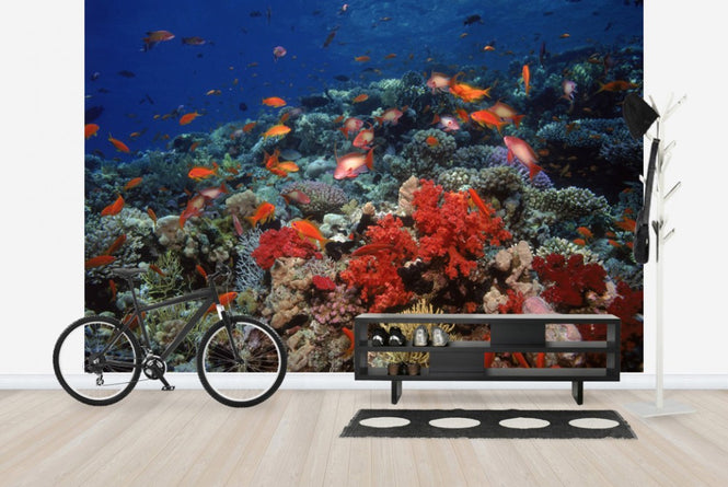 PHOTOWALL / Red Sea (e23509)