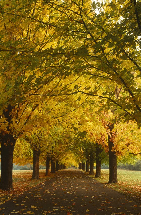 PHOTOWALL / Yellow Sugar Maple Alley (e23510)