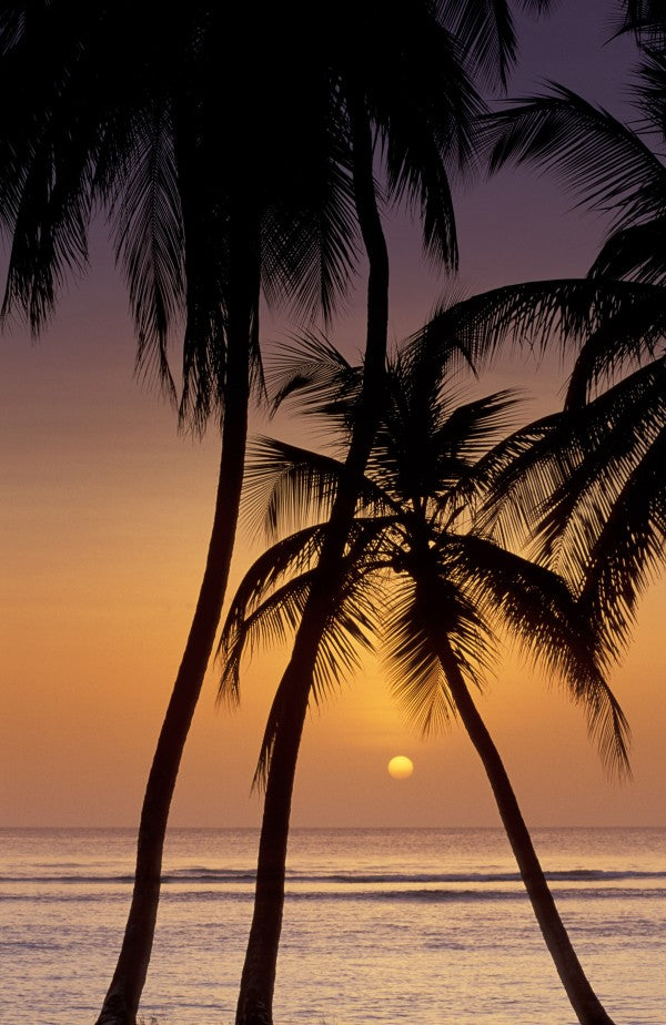 PHOTOWALL / Caribbean Sunset (e23511)