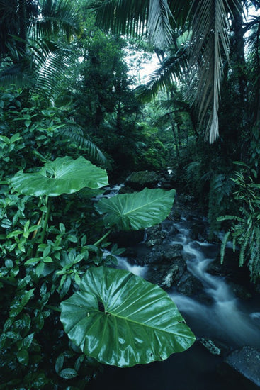 PHOTOWALL / Rainforest (e23514)