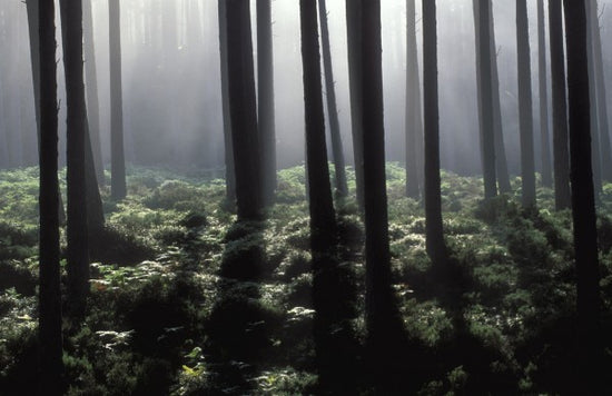 PHOTOWALL / Backlit Forest (e23515)