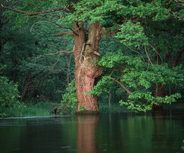 PHOTOWALL / Oak Flooded by River (e23516)