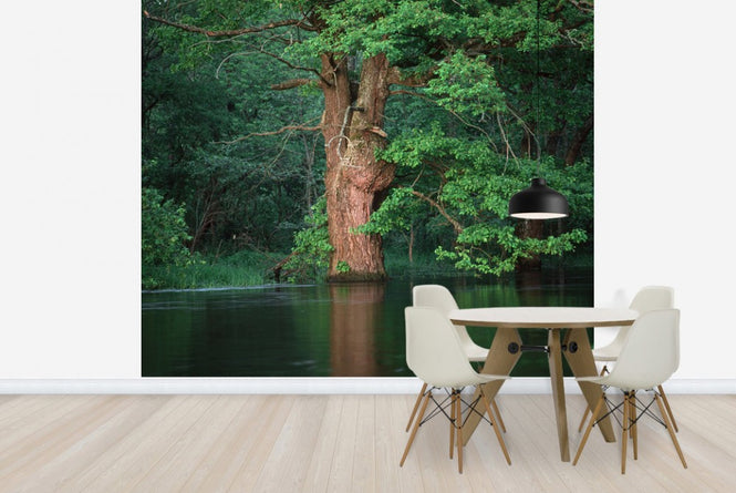 PHOTOWALL / Oak Flooded by River (e23516)