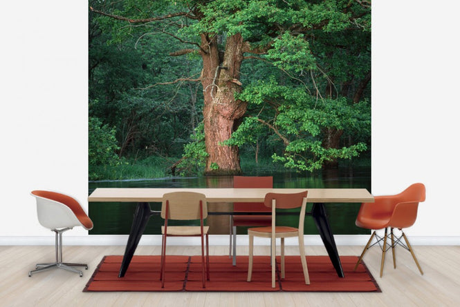 PHOTOWALL / Oak Flooded by River (e23516)