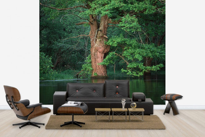 PHOTOWALL / Oak Flooded by River (e23516)