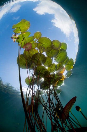 PHOTOWALL / Floating Water Lilies (e23521)