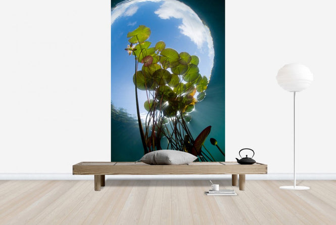PHOTOWALL / Floating Water Lilies (e23521)