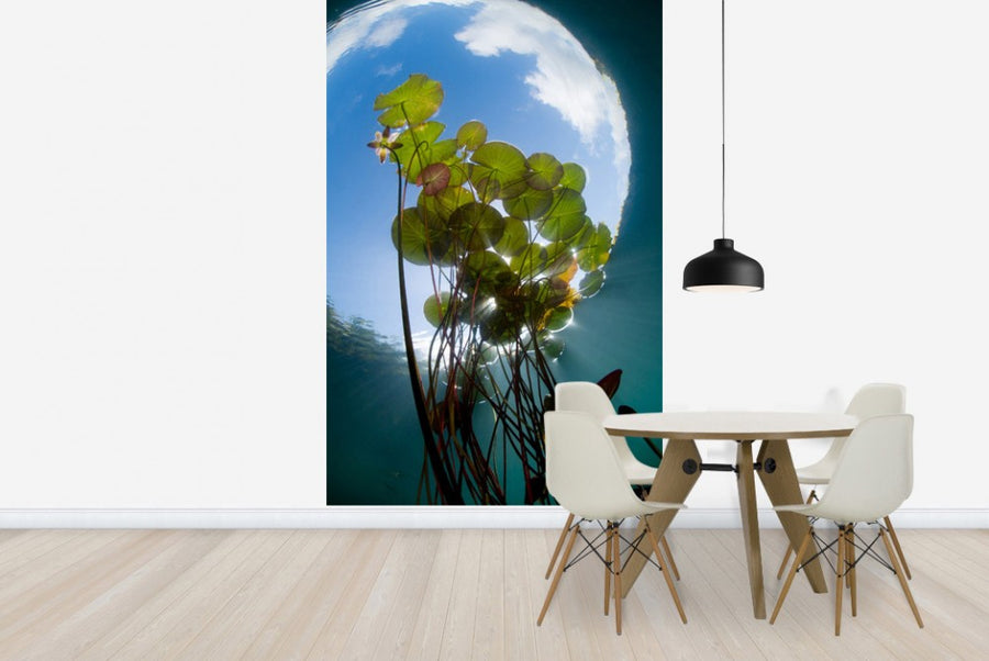 PHOTOWALL / Floating Water Lilies (e23521)