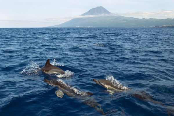 PHOTOWALL / Dolphins in the Azores (e23522)