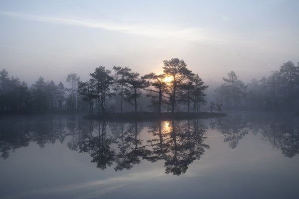 PHOTOWALL / Enchanting Mist (e23523)