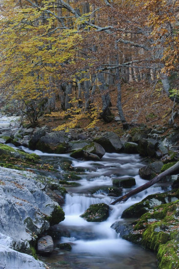 PHOTOWALL / Woodland Autumn Water (e23524)