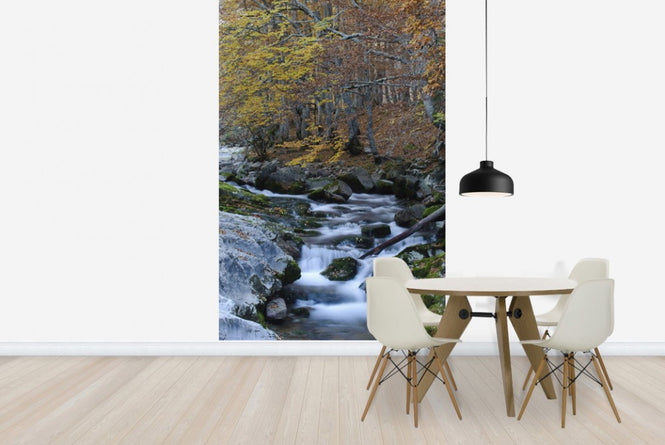 PHOTOWALL / Woodland Autumn Water (e23524)