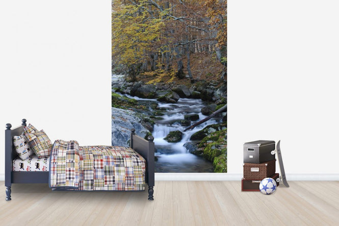 PHOTOWALL / Woodland Autumn Water (e23524)