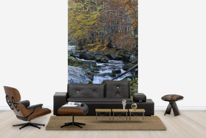 PHOTOWALL / Woodland Autumn Water (e23524)