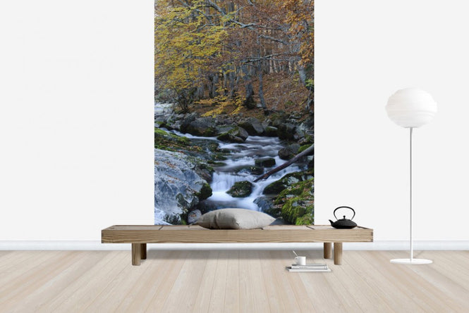PHOTOWALL / Woodland Autumn Water (e23524)