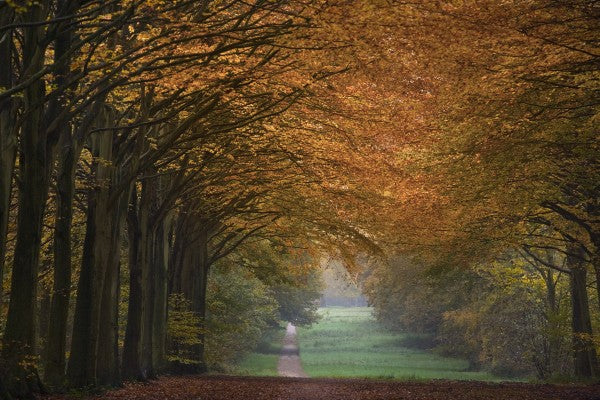 PHOTOWALL / Great Wood Alley (e23585)