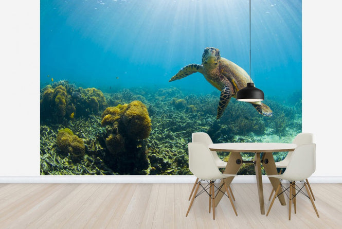 PHOTOWALL / Charming Turtle (e23591)