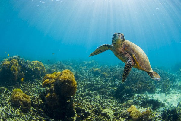 PHOTOWALL / Charming Turtle (e23591)