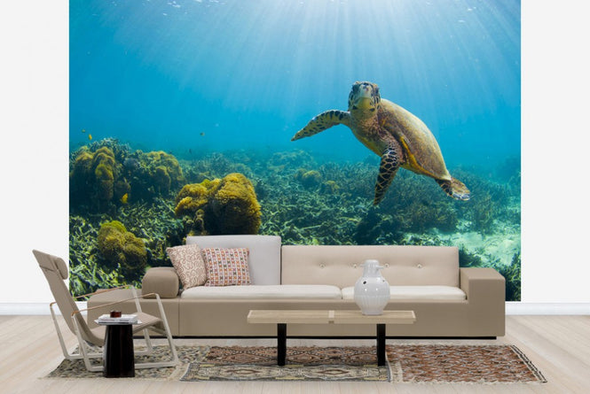 PHOTOWALL / Charming Turtle (e23591)