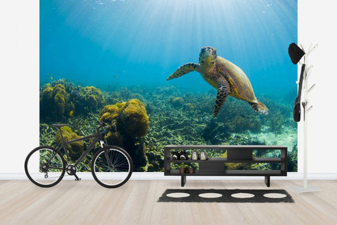 PHOTOWALL / Charming Turtle (e23591)