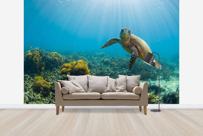PHOTOWALL / Charming Turtle (e23591)