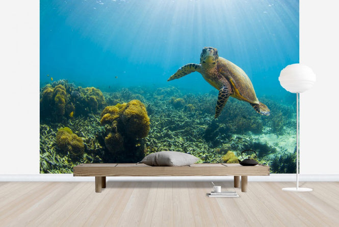 PHOTOWALL / Charming Turtle (e23591)