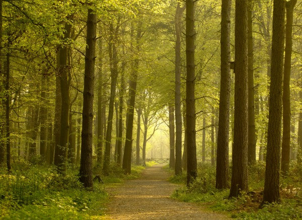 PHOTOWALL / Path through Golden Forest (e23602)