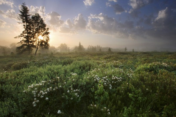 PHOTOWALL / Delightful Meadow at Dawn (e23604)