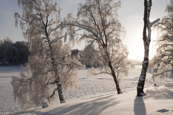 PHOTOWALL / Snow-Covered Silver Birches (e23612)
