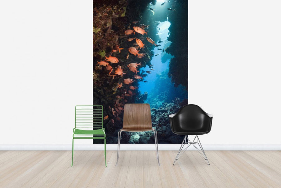PHOTOWALL / Red Soldierfish (e23622)