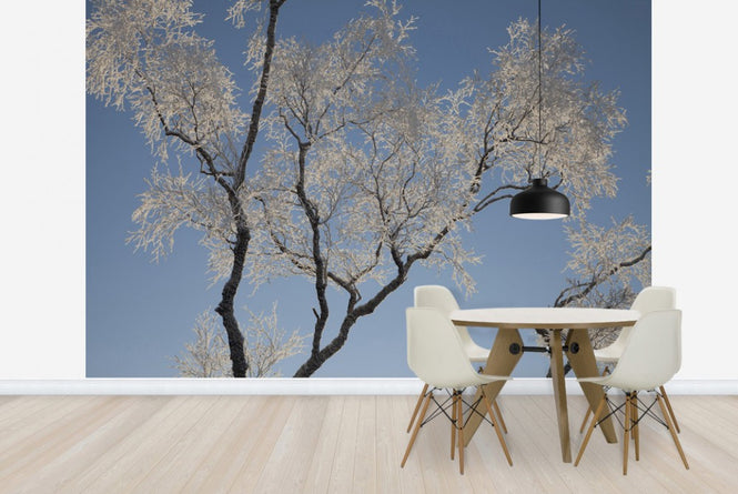 PHOTOWALL / Silver Birch (e23630)