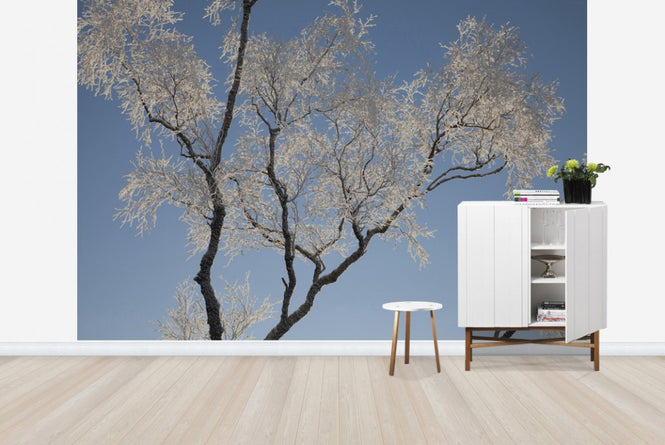 PHOTOWALL / Silver Birch (e23630)