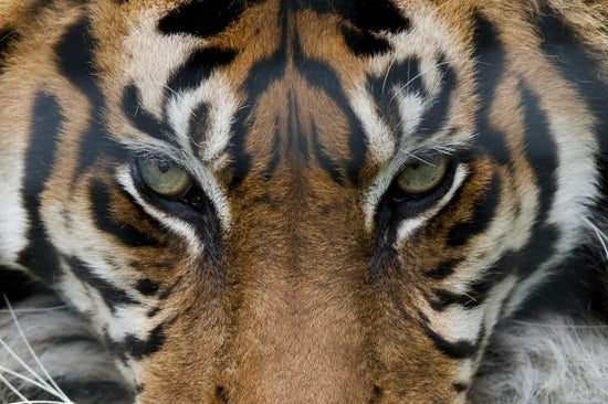 PHOTOWALL / Eye of the Tiger (e23635)