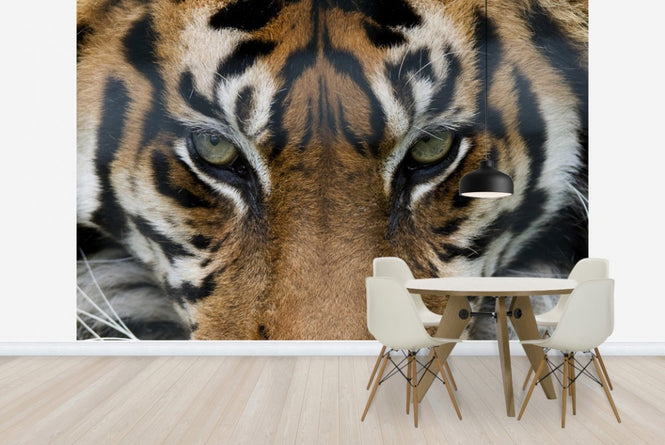 PHOTOWALL / Eye of the Tiger (e23635)