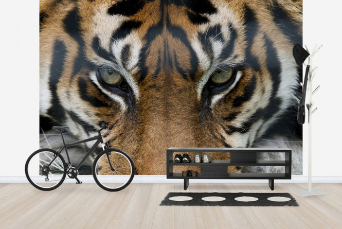 PHOTOWALL / Eye of the Tiger (e23635)