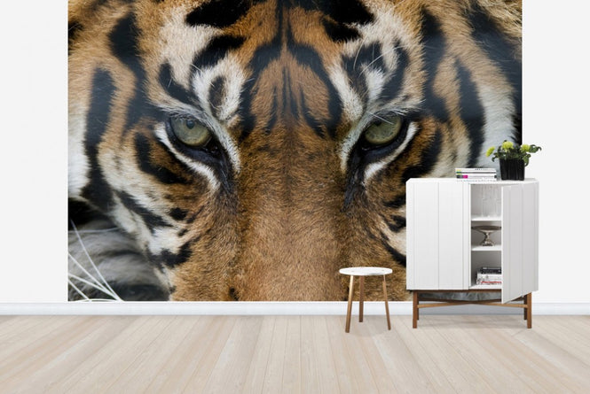 PHOTOWALL / Eye of the Tiger (e23635)