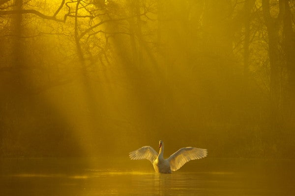 PHOTOWALL / Golden Swan Lake (e23639)