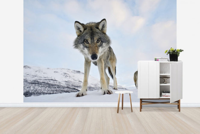 PHOTOWALL / Interested Grey Woolf (e23646)