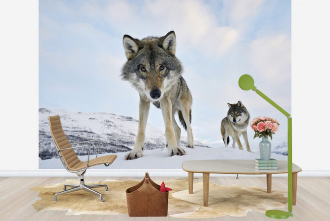 PHOTOWALL / Interested Grey Woolf (e23646)