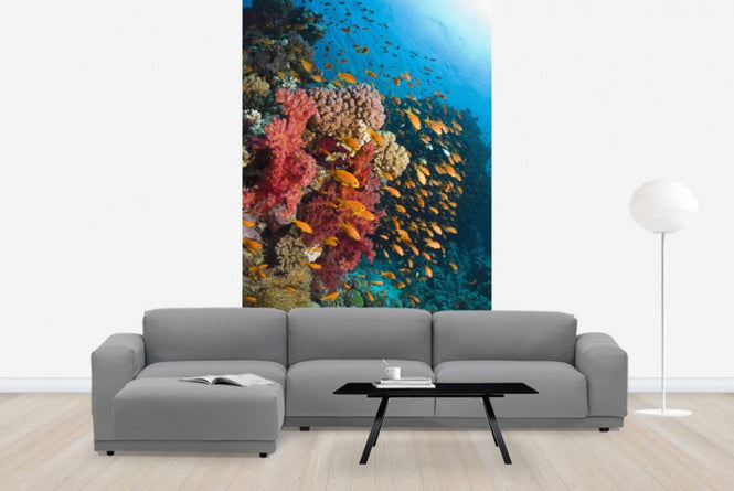 PHOTOWALL / Soft Corals (e23650)