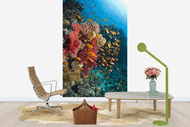 PHOTOWALL / Soft Corals (e23650)
