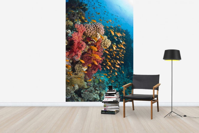 PHOTOWALL / Soft Corals (e23650)