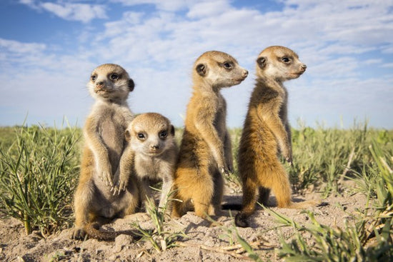PHOTOWALL / Baby Meerkats (e23667)