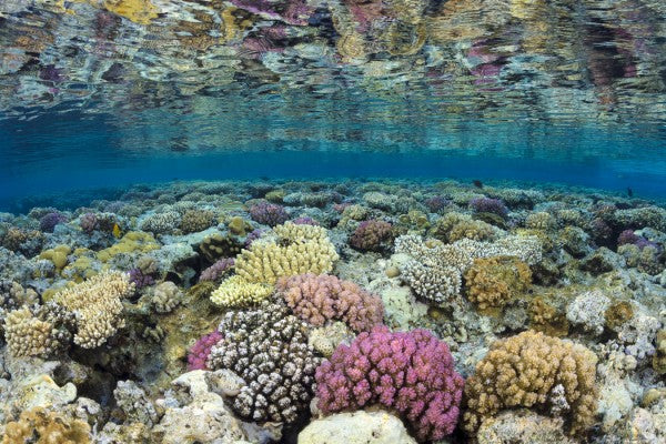PHOTOWALL / Shallow Reef (e23673)