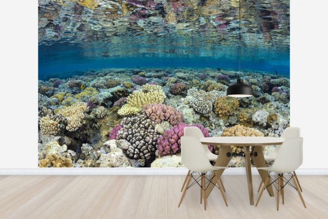 PHOTOWALL / Shallow Reef (e23673)